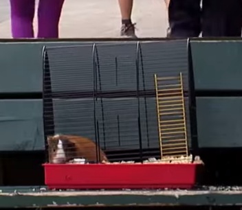 הקביה המפליצה