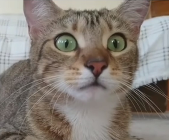 חתולים מצחיקים