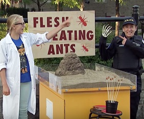 נמלים אוכלות