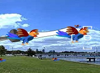 ציד תרנגולות ההודו