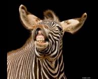 זברה מחייכת