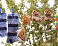 אוגרים על חוט כביסה