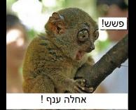 אחלה ענף