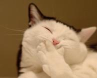 חתול מתאפק לא לצחוק