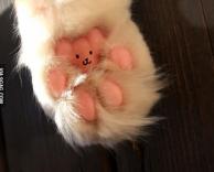 כף הרגל של החתול שלי