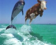 כל אחד יכול!