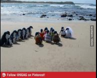 חתונה של פינגווינים