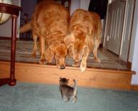 חתלתול בצרות