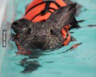 אפילו ארנבון יודע לשחות