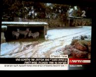 שתי פקאצות קפאו למוות