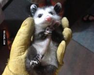 עכבר חמוד במיוחד