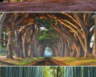 עצים מדהימים