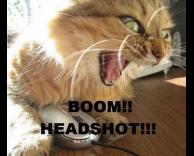 חתול משחק במחשב