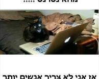 החתולים האלה...