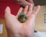 אנגרי בירד בעולם האמיתי