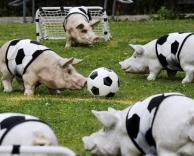 כדורגל חזירים