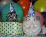 יומולדת לעכבר