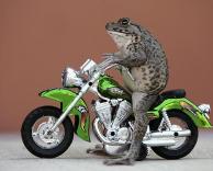 צפרדע אופנוען