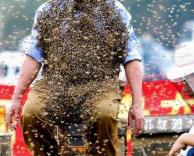 איש הדבורים