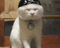 כובע לחתולים