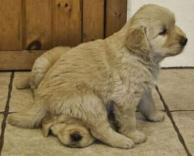 כך זה גורים