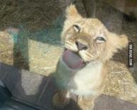 גור אריות ידידותי