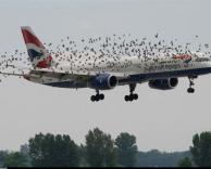 מטוס אטרקטיבי