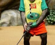 קוף משחק גולף