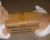 חתול בקופסא