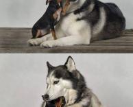 כלבים חמודים