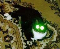 חתול עם לייזר