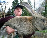 ארנב ענקי