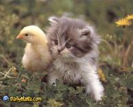 חברים טובים