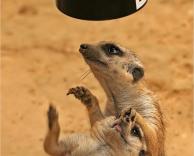 מאוד פוטוגנים