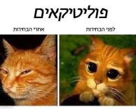 חתול חתול