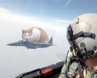 חתול אווירי