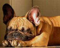 כלב ישן מוזר