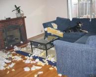 כלב בלגניסט