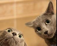 חתולים מוזרים