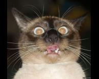 חתול בקירוב