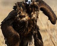 מוכן להילחם