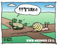 נהיגה פרועה