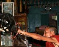 חתול קופץ בחישוק