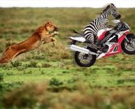 זברה על אופנוע