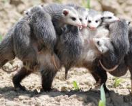 חופשה משפחתית