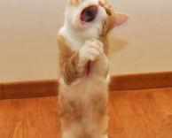 אפשר עוד אחד??