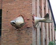 איך הוא הגיע לשם ?