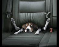 כלב תקוע באוטו