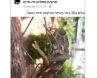 נחש