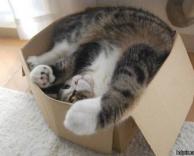 משלוח חתולים